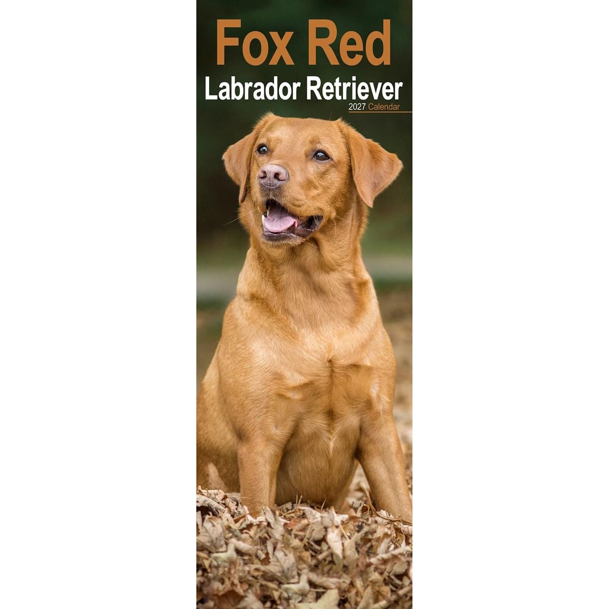Fox Red Labrador Retriever Slim Calendar 2027, Wall Calendars, Gift