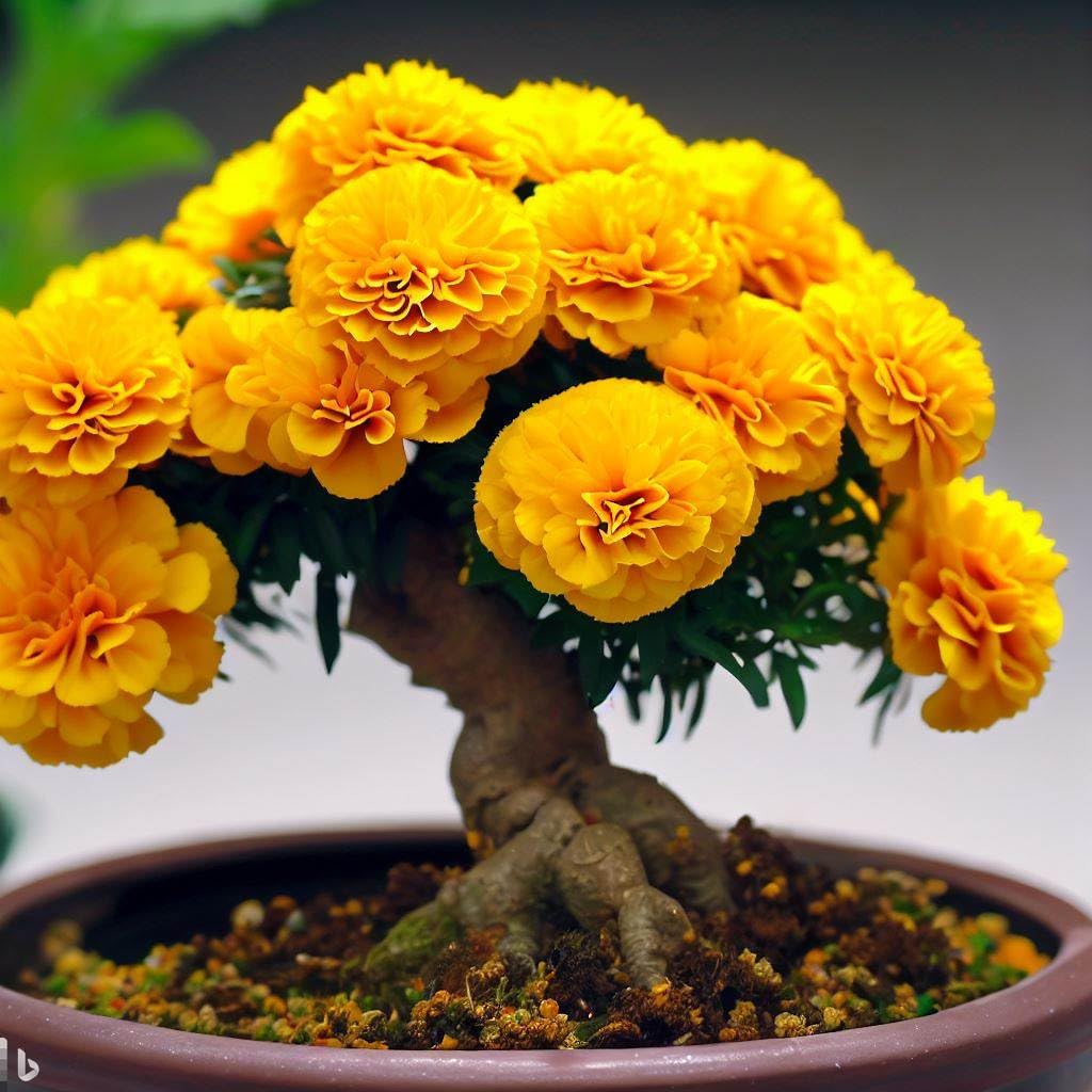 50 Seeds- Hybrid Marigold Dwarf Flower Seeds For Platning - Grow Year Round (B0CGRXN1JW) Amazon Price History, Amazon Price Tracker
