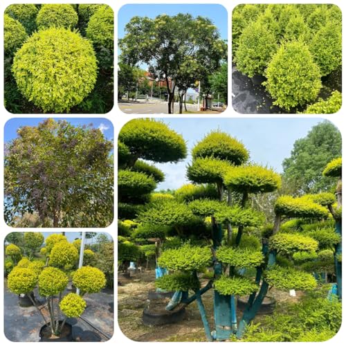 semillas de plantas de cobertura de ligustro arbustos resistentes perennes semillas de ligustro plantas de otoño resistentes bonsái de interior bonsái arbustos resistentes y altos 150pcs