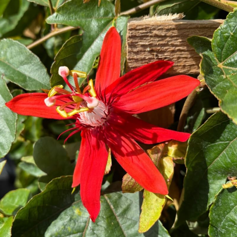 Pack 2 Passion Flower Plants Live, Passiflora Vine Well-Rooted, 5-7 Inch Tall Climbing Vine for Garden Trellises and Fences, No Pot (Red Passion Flower)