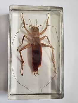 61l655fdKrL._AC_UF350,