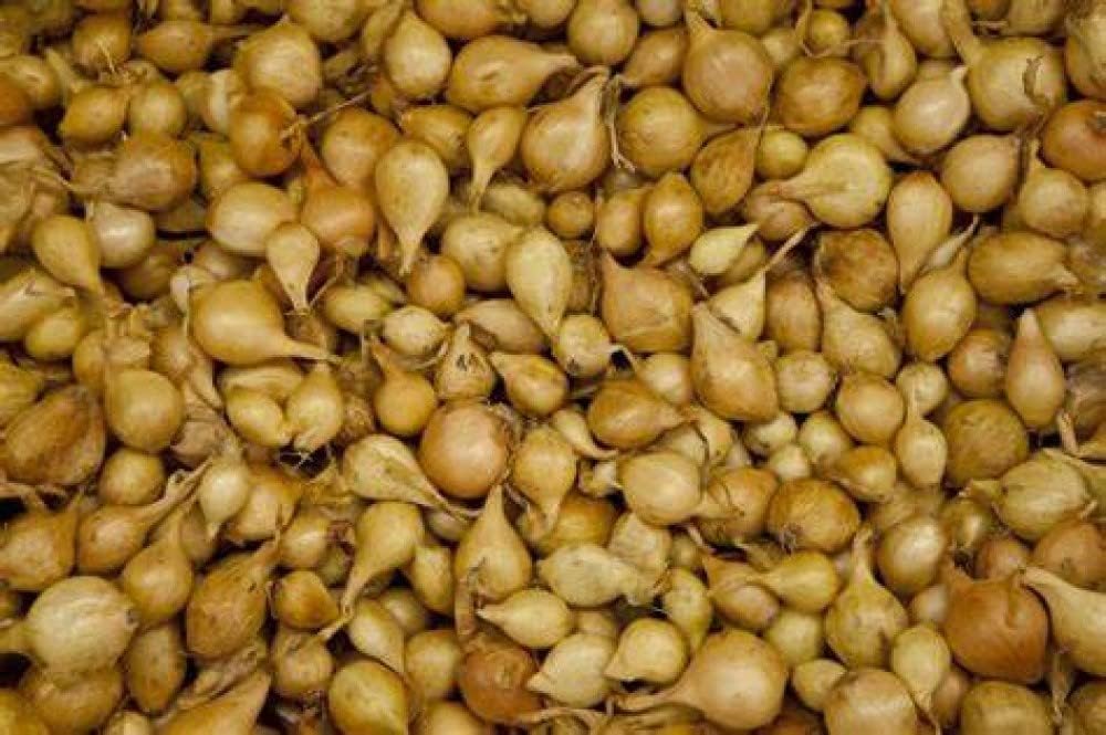 Onion Bulb Sets, Yellow Onion Sets, 1 Pound, Sold by