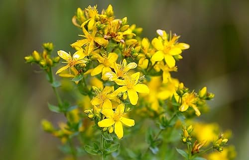 Miniatura 3 de Semillas Hierba de San Juan Hierbas Plantas Jardín Perenne para Plantar Semillas No OGM 2000