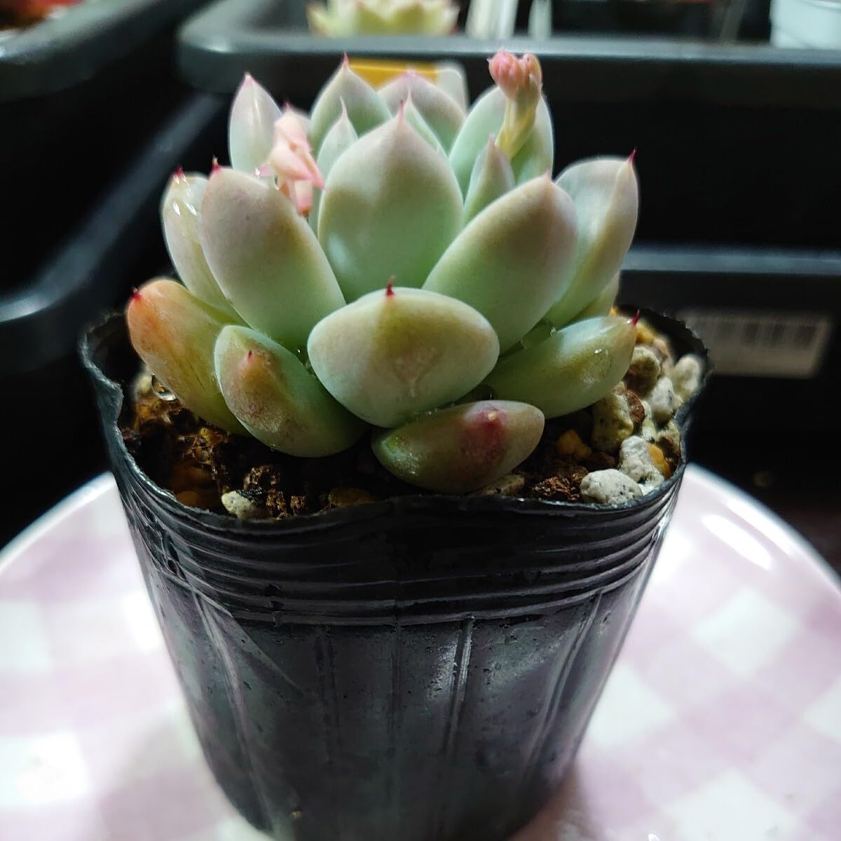 アルバビューティー 楽天市場】【当店農場生産】○多肉植物 エケベリア アルバビューティー