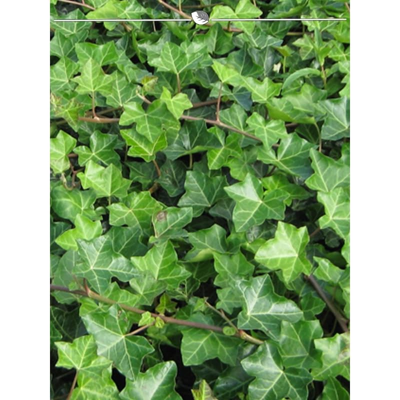 Irischer Efeu Hedera hibernica 80-100 cm im Topf. Angebot: 18 Pflanzen.  Winterhart : Amazon.de: Garten