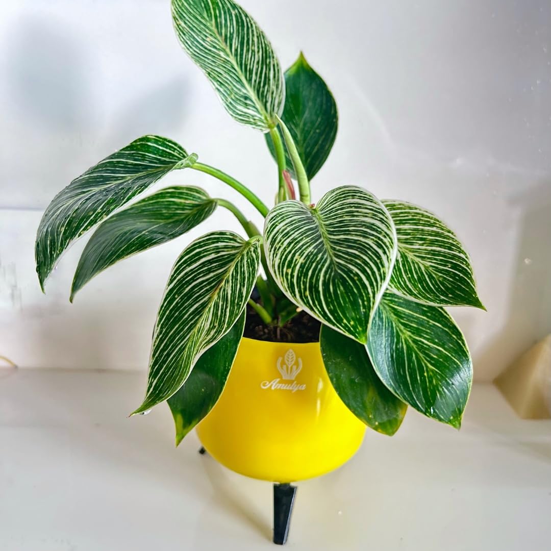 Amalya Farms Air Purifying Striped Birkin Variegated Indoor Live