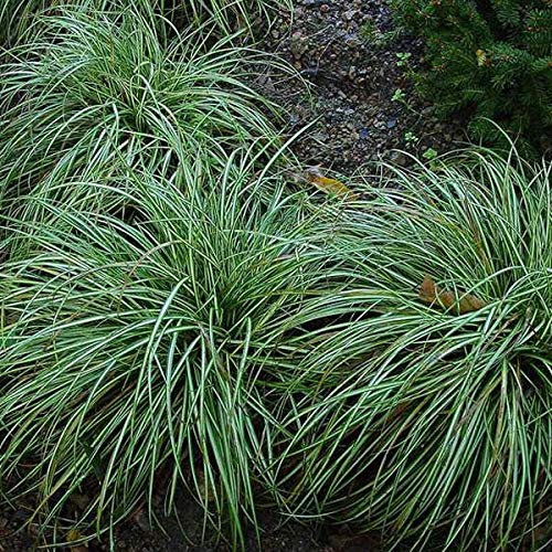 Carex Ornithopoda Variegata Plant Pots with Bird Foot 9 x 9 cm Set of 6 :  Amazon.com.be: Garden