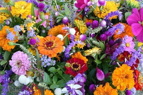 MISCUGLIO DI FIORI PER BALCONI NR.50 SEMI