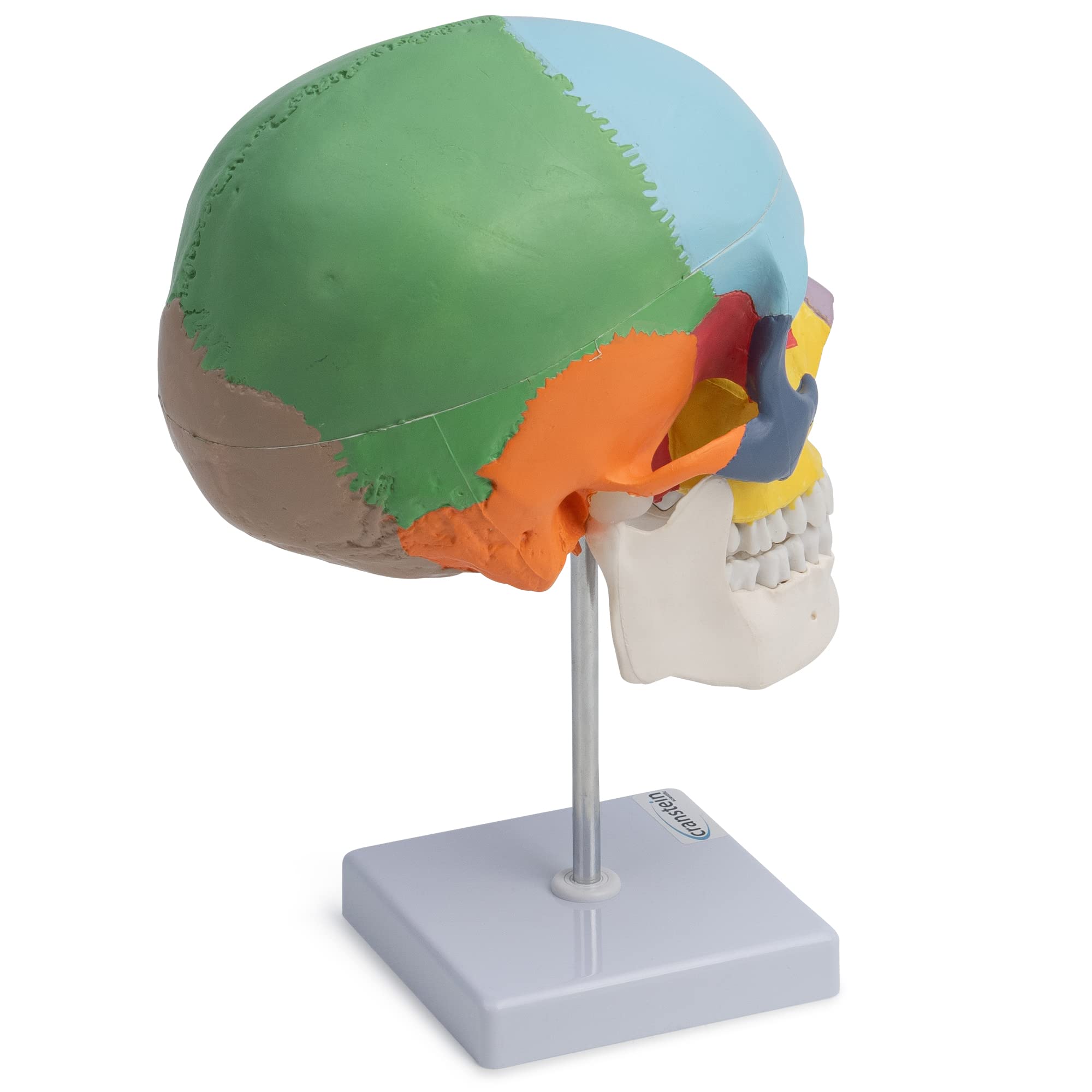 Cranstein A-247 anatomischer Schädel auf Stativ | didaktisch bemalt | Medizin Studium und Ausbildung | Schädel Anatomie Modell | Schädel Modell | bunt