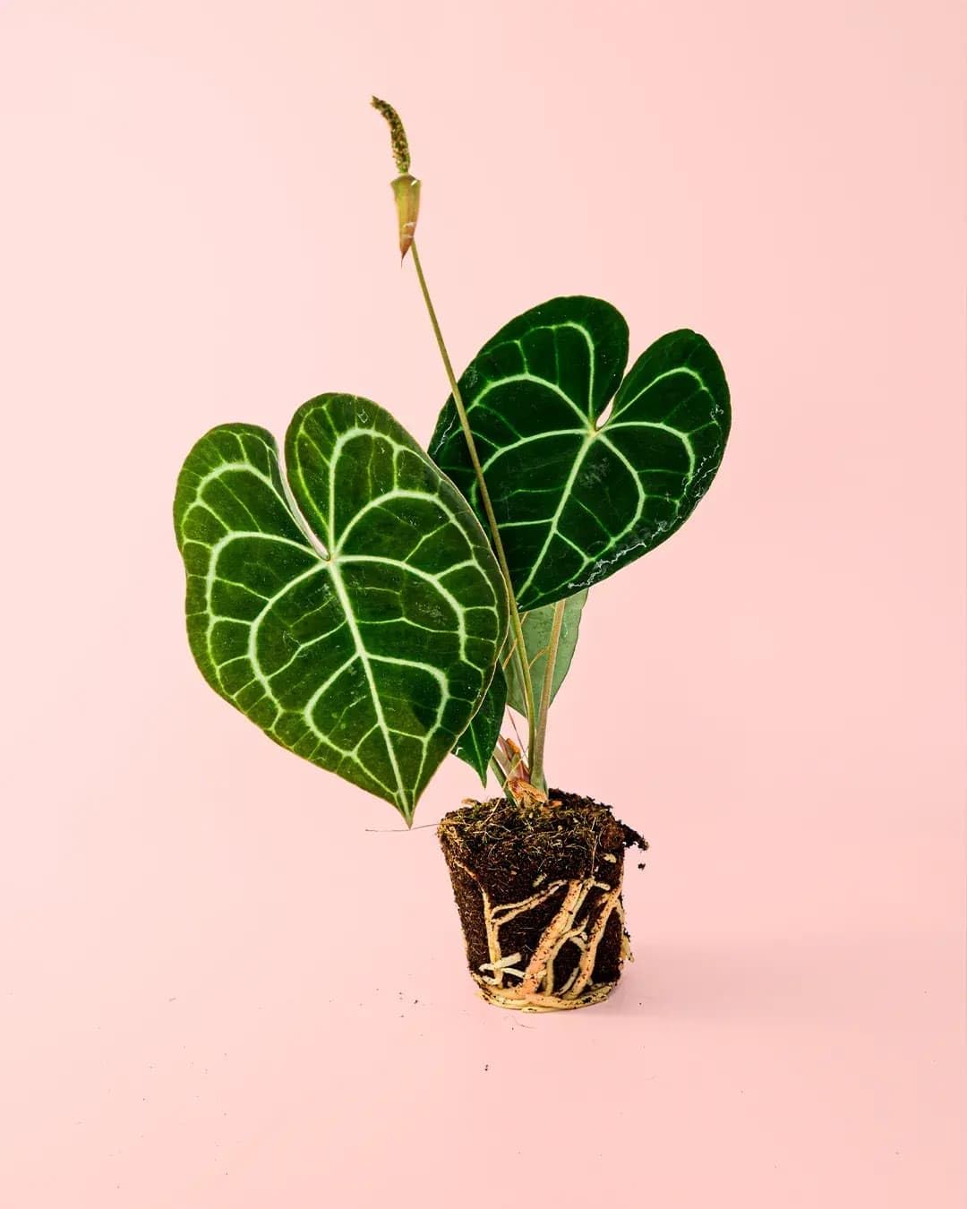 PUR PLANT Anthurium Clarinervium | Anthurium Tropical de Hojas Aterciopeladas | Planta de Interior Decorativa | Maceta de Ø12 cm