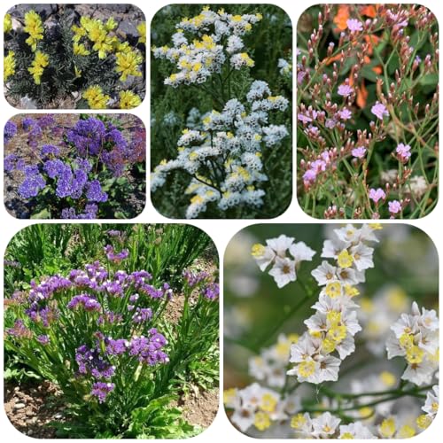 semillas de lavanda marina, decoración jardín para exteriores, lavanda marina perenne otoño resistentes, semillas 100pcs