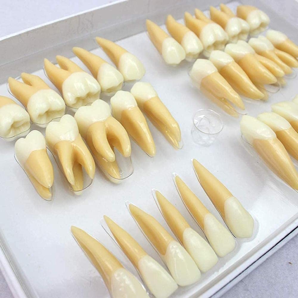 Model anatomii ludzkich zębów narzędzie edukacyjne do nauczania struktury dentystycznej, pomoc w nauce anatomii, anatomiczny model edukacyjny stomatologiczny