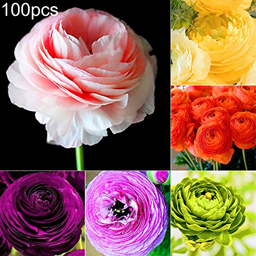 Preisvergleich Produktbild Catkoo 100 Stücke Ziemlich Ranunculus Asiaticus Buttercup Samen Blume Hausgarten Pflanze, Geeignet Küche, Balkon, Wohnzimmer, Gartendekoration OrangeNone Samen von Ranunculus Asiaticus