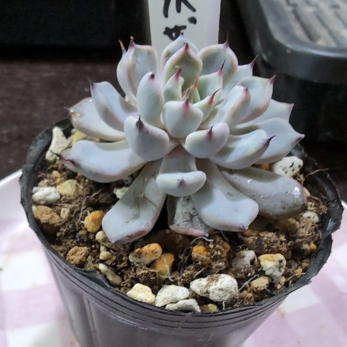 Amazon.co.jp: 多肉植物 エケベリア 黒爪ザラゴーサ ヤ即7 201 : おもちゃ