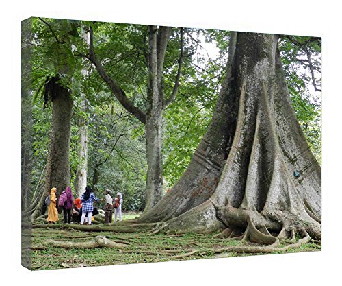 Toile Arbre à Bogor encadrée bois tableau nature entrelacée jardin botanique 40x50