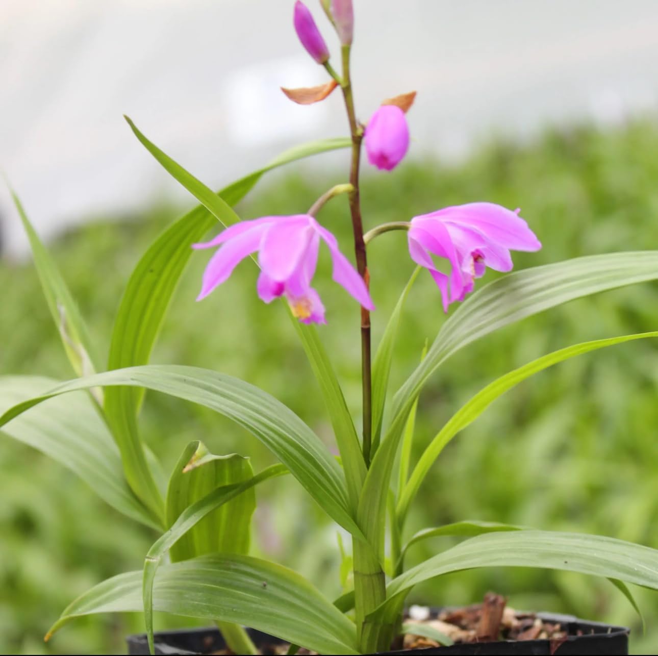 Hardy Orchid - Bletilla Yokohama Kate - Live Plant - 3x6 Inch Pot