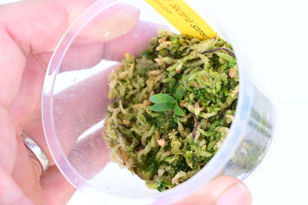 Amazon.co.jp: P.willinckii 'Bacteria' spored⑩ @bikamori.com