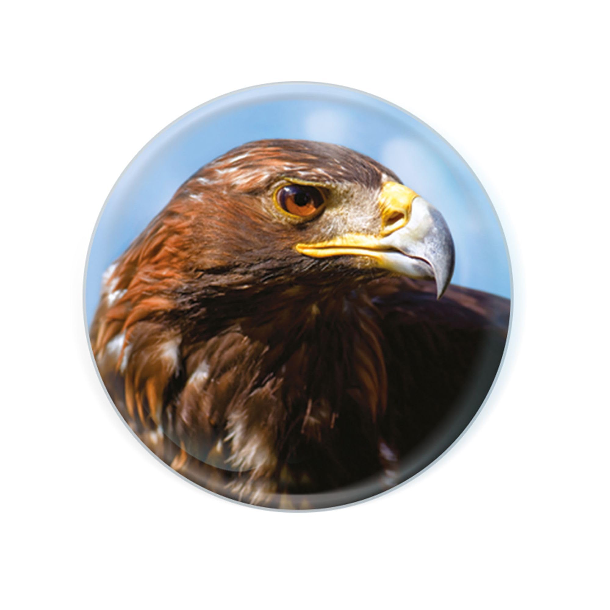 Deluxebase Magnidome Eagle Fridge Magnet – Crystal Glass Dome Animal Magnets for Fridges, Decorative Strong Magnet for Kitchen Accessories, Novelty Gifts and Cute Home Decor.