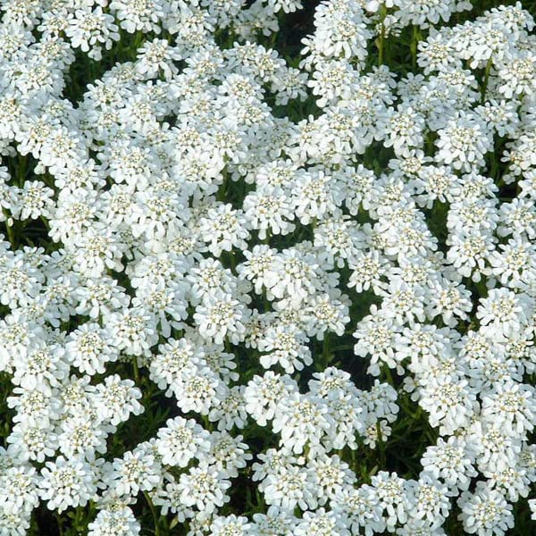 6 x Immergrüne Schleifenblume 'Weisser Zwerg' - Iberis Sempervirens 'Weisser Zwerg': Kompakt und weiß.
