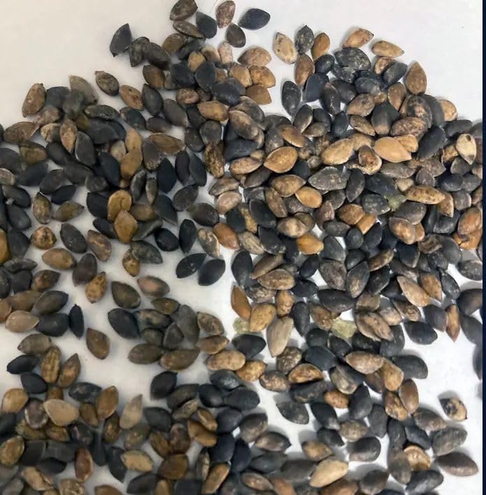 Scots Pine Seeds - Pinus sylvestris, Authentic British Landscape Tree, Hardy & Majestic - Ideal for UK Gardens, Wildlife Habitat - Our only Native Pine Tree, 20