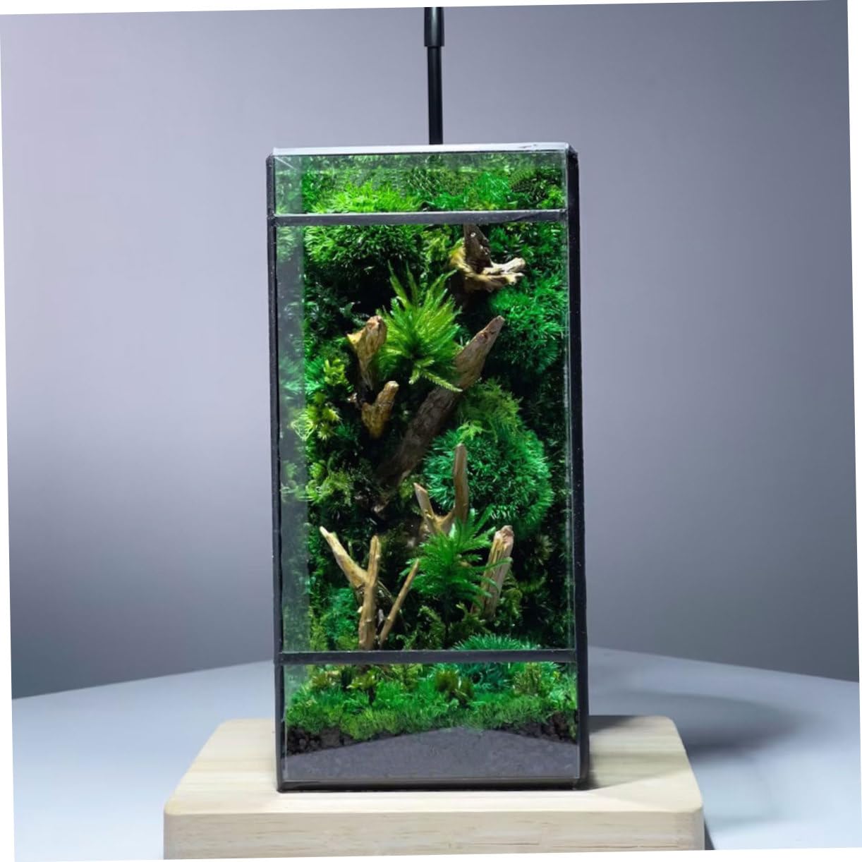 Kleines Geometrisches Glas Terrarium für Mikrolandschaften Handgefertigt mit Zinnrahmen Dekorativ für Zuhause und Garten Geeignet