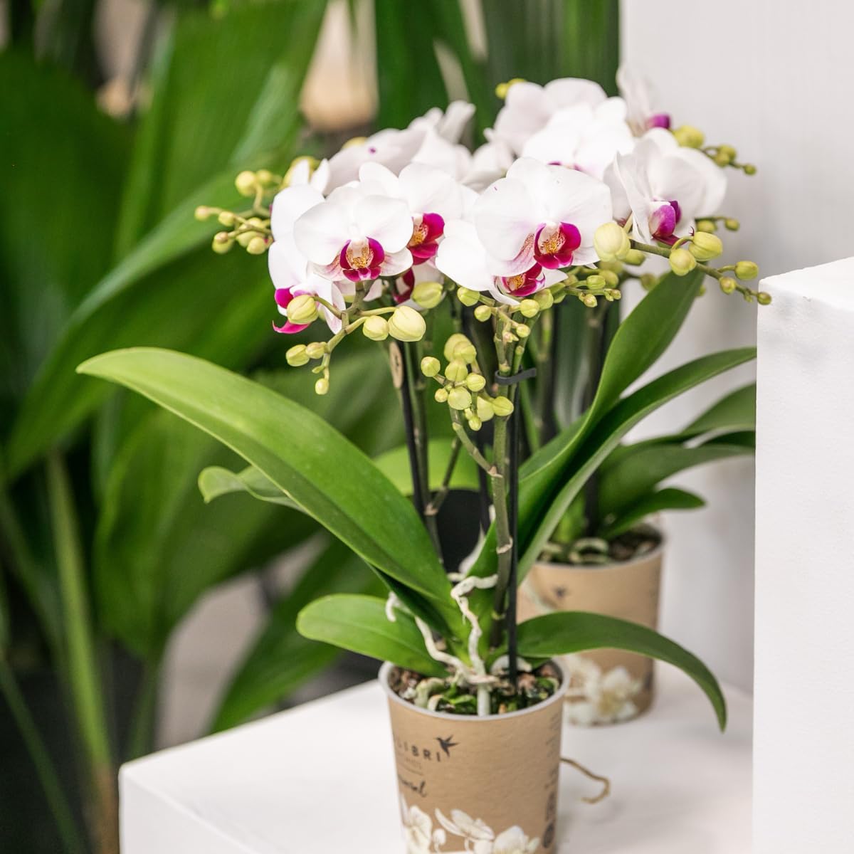 Kolibri Orchids | Weiße Phalaenopsis-Orchidee - Mineral Gibraltar - Topfgröße Ø9cm | blühende Zimmerpflanze - frisch vom Züchter