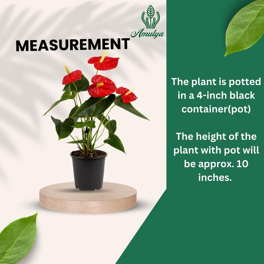 Amulya FARMS & NURSERY Air Purifying Anthurium Red Indoor Live Plants for Living Room, Home, Office, Table, Kitchen & Desk Decor | Black Pot Included 4