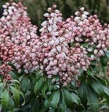 Schattenglöckchen Lavendelheide Bonfire 25-30cm - Pieris japonica