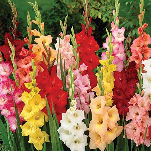 Gladiolus Flower Bulbs Live Plant Pack of 10 Bulbs By Zabbus Mix Color (B0BP4CPFGT) Amazon Price History, Amazon Price Tracker