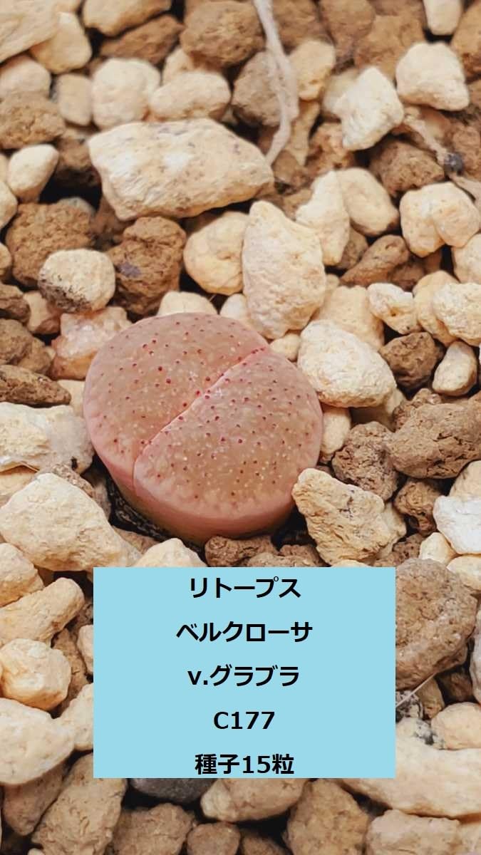 Amazon.co.jp: リトープス ベルクローサ v.グラブラ C177 種子15粒