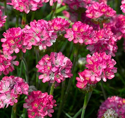 Armeria Armada Rose 12cm Pot Size