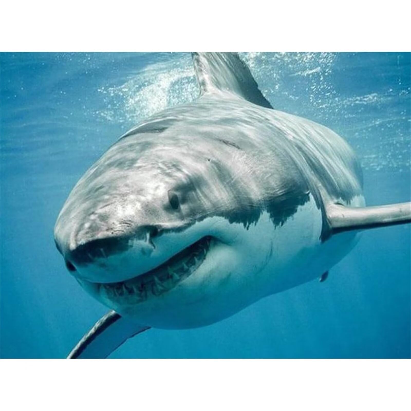 Yoonqun Paint by Numbers for Adults,DIY Great White Shark Paint by Numbers Kits,with Paintbrushes Acrylic Canvas Oil Painting Arts Crafts for Home Wall Decor - Framed,24x30 inch