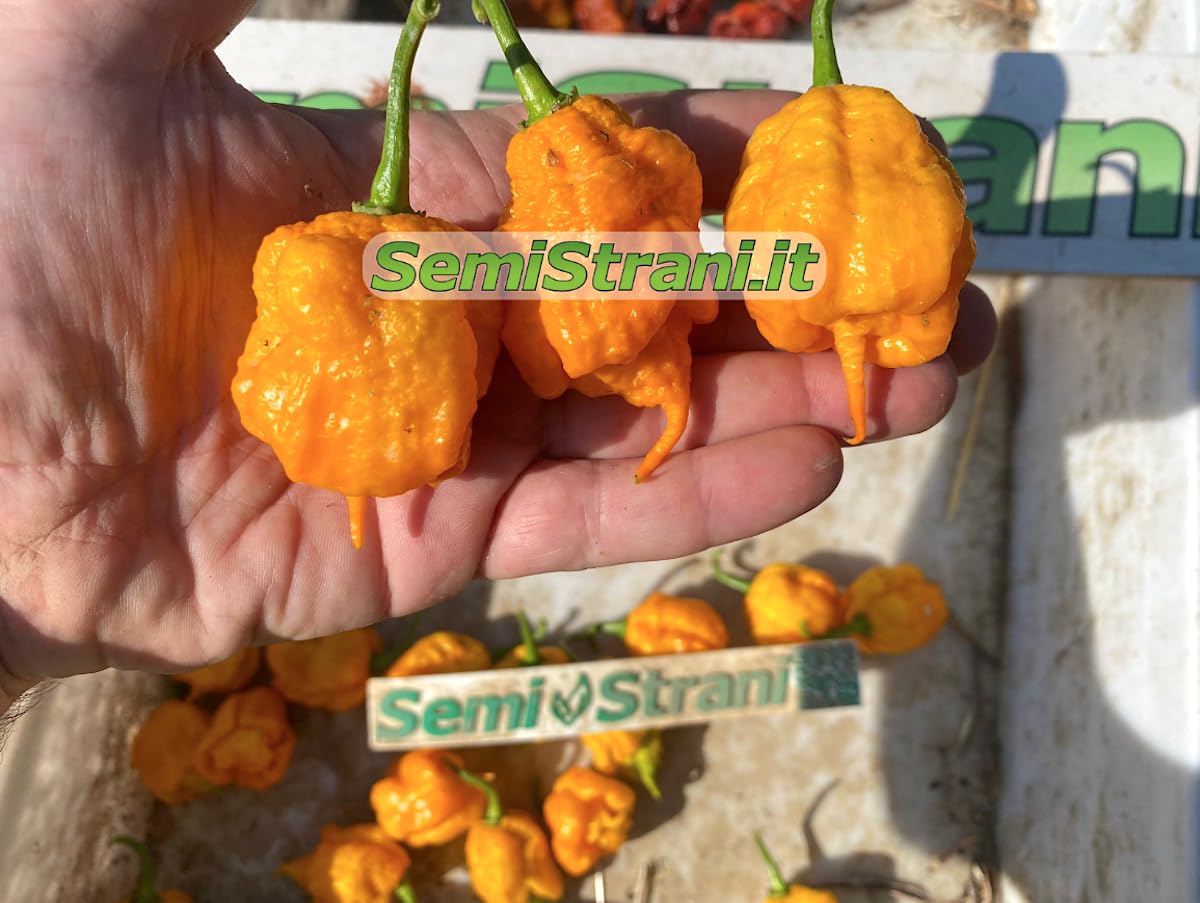 120 Semillas de los 12 Chiles Más Fuertes del Mundo, Colección SUPER HOT + Guía: CAROLINA REAPER, JAY GHOST, APOCALYPSE, NAGA MORICH, BHUT JOLOKIA, HABANERO, PIMENTA, CALABRESE, ROXA, CAYENNA.
