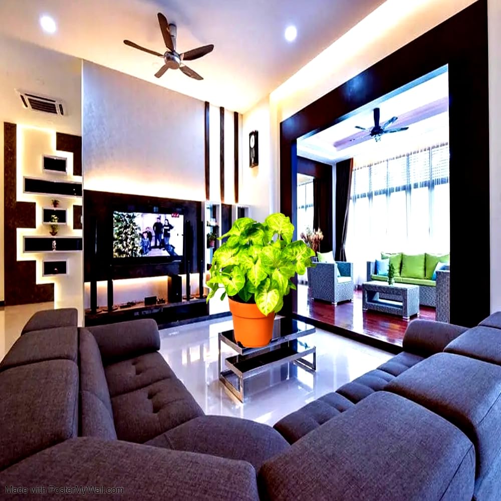 I Syngonium Pixie live Plant with free organic Fertilizer I table top Indoor Plant Decor home office I Positive energy I Air Purifing live plant I 3