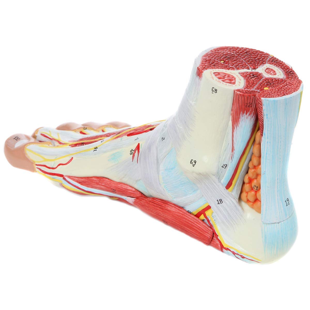 DFEDHF Educational Model,9 Part Life Size Medical Anatomical Foot Skeleton Model Featuring Ligaments, Muscles, Nerves and Arteries