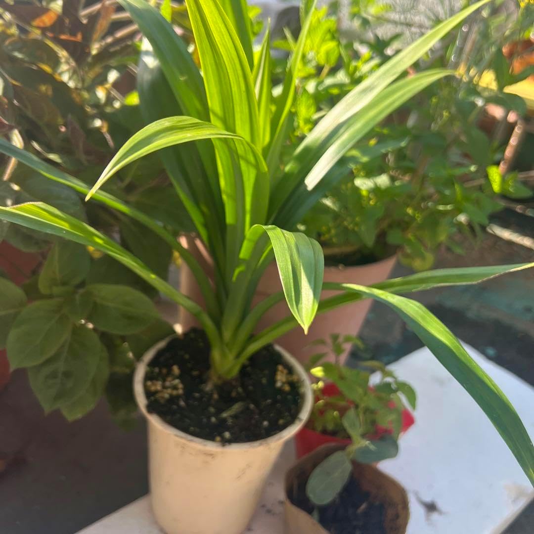 耐寒性ユッカ3頭キングギドラ◇ドライガーデン多肉サボテン　アガベ ヤシ　ドラセナ 耐寒性ユッカ3頭キングギドラ◇ドライガーデン多肉サボテン