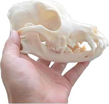 アフガンハウンド　骨格標本　頭骨 61l8gtm4f-L._AC_UF350,