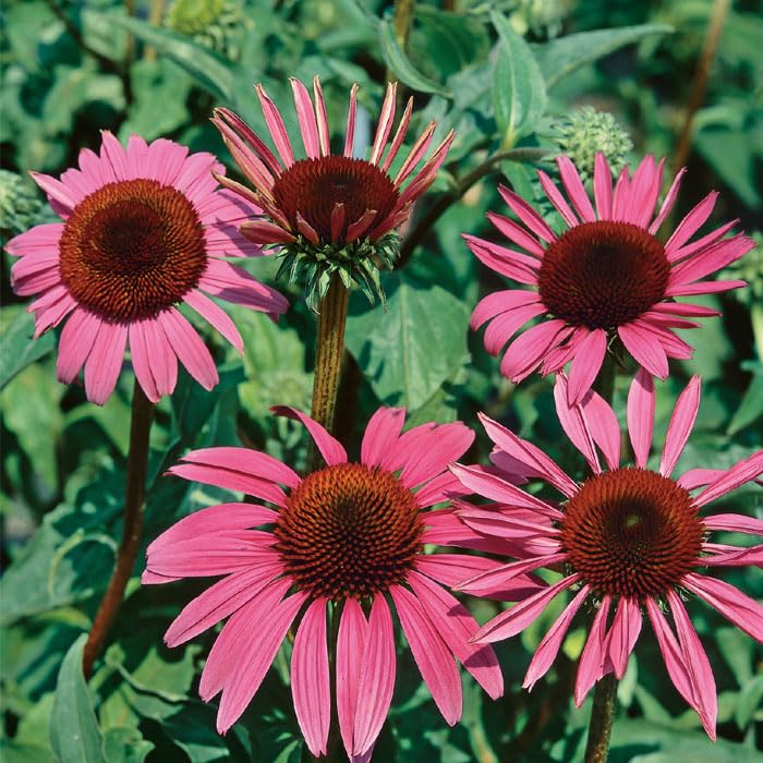 Amazon.co.jp: 宿根草 苗 エキナセア ルビースター 9cmロングポット