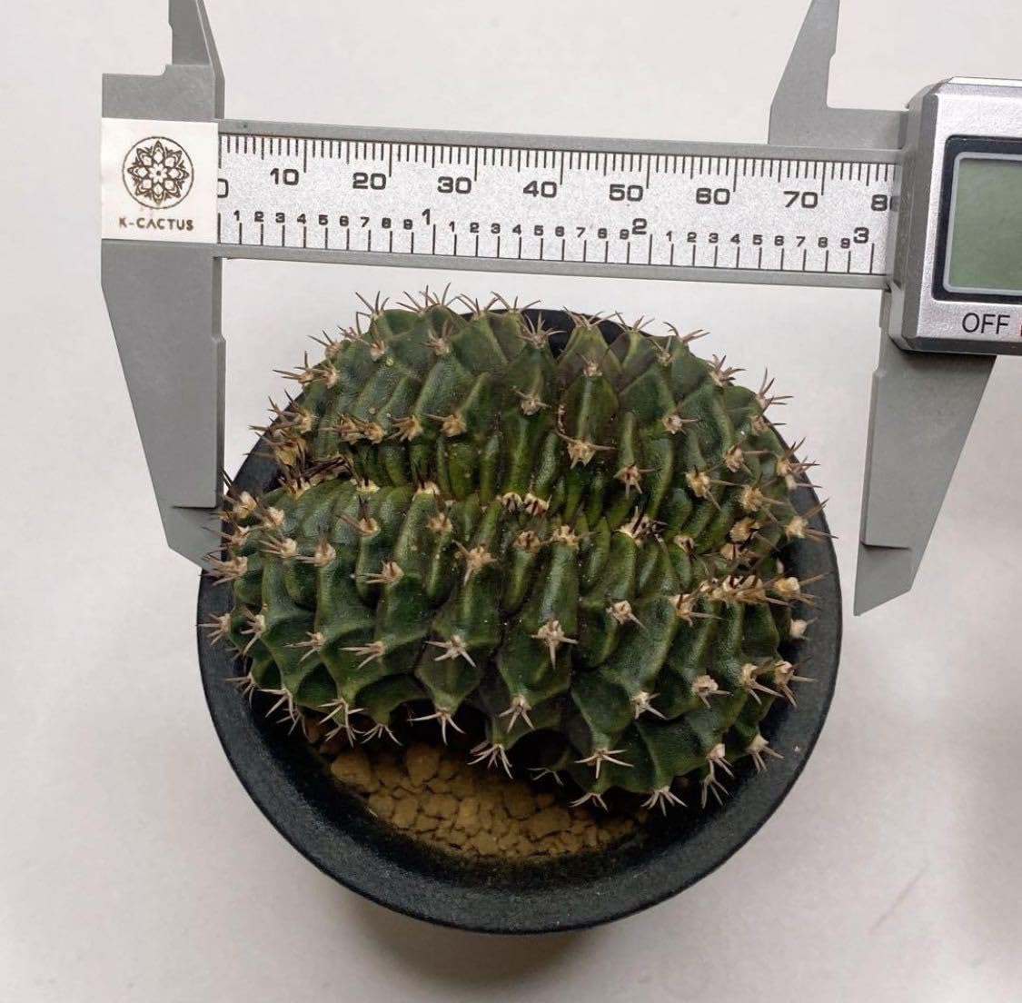 Amazon.co.jp: 幅約 7cm！緋牡丹綴化！多肉植物 サボテン