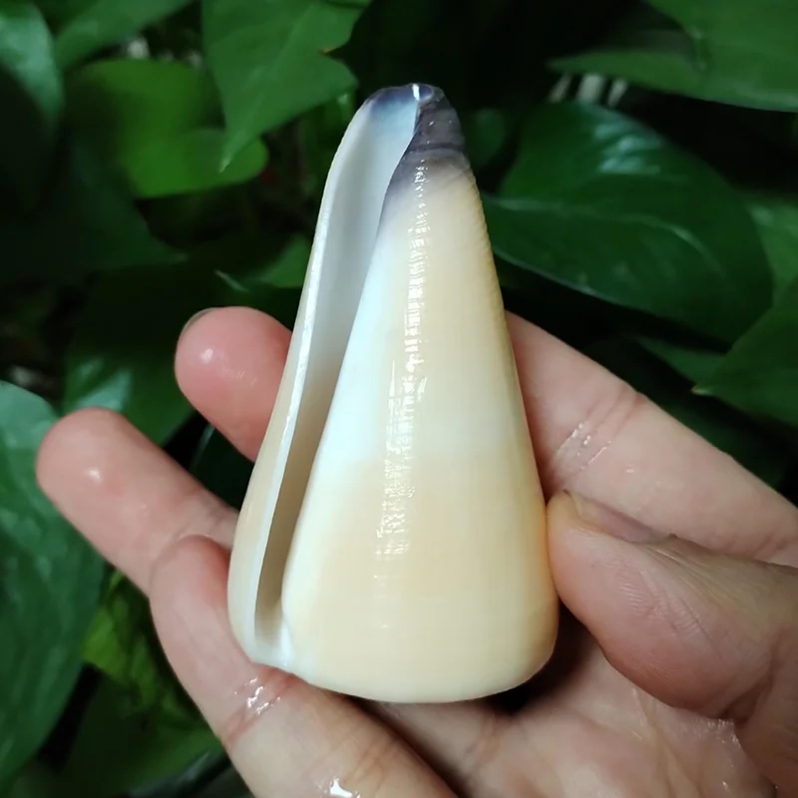 Conchiglie marine riempitive, 1 pezzo, 7-8 cm, cono vergine a bocca viola, cono di cono, per crescita naturale, conchiglie gialle per decorazioni, campioni paesaggistici