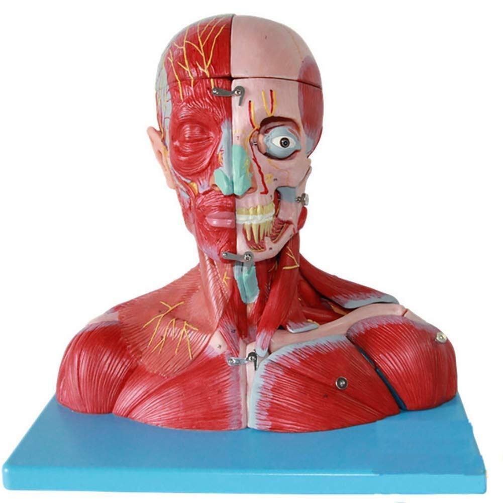 GTHTUHFD Educational Model 35Cm Head And Neck Muscle Model Detachable Human Anatomy Model For Dissected Into 19 Parts,Medical Models