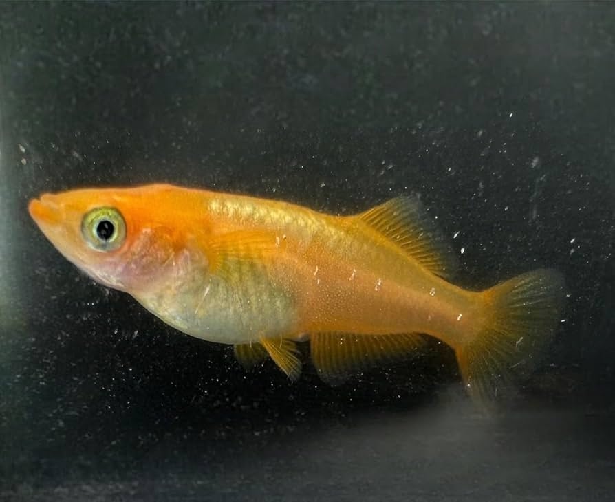 Amazon | 貴凌めだか プラチナ牡丹 (ボタン） ヒカリ体系 銀帯