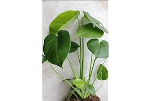 5 Monstera Deliciosa 'Swiss Cheese Plant' Live Plants: Indoor & Outdoor