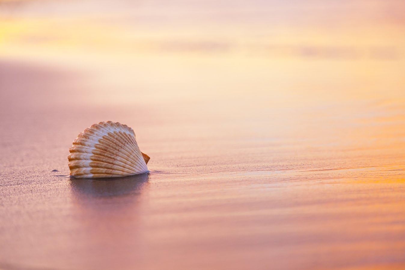 Shellsoft Art Print by Chris Moyer