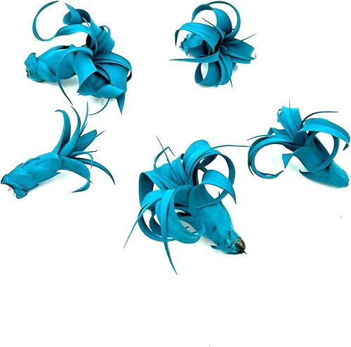 Miniatura 6 de ragnaroc Air Plants - Tillandsia Xerographica Pup teñido, grande de 2-4 pulgadas (verde azulado Miami) - 1 unidad - Llegada en vivo garantizada -