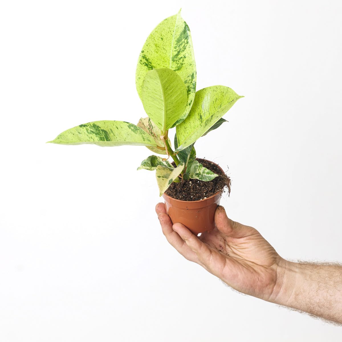 Ficus Shivereana Moonshine, Variegated Rubber Tree, Easy Care Houseplant 12cm
