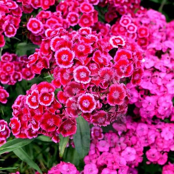 Image of Low Maintenance Hybrid Flower Seeds Combo Pack- All Year Flower Seeds Supply (9 VARIETY SOUTH INDIA ALL YEAR)