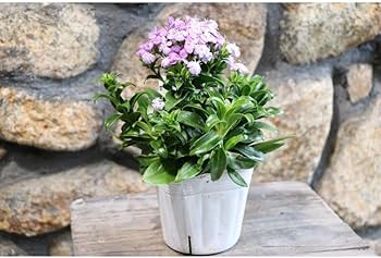 Amazon.co.jp: ハマナデシコ そらいろの風 3.5号ポット苗 3株セット