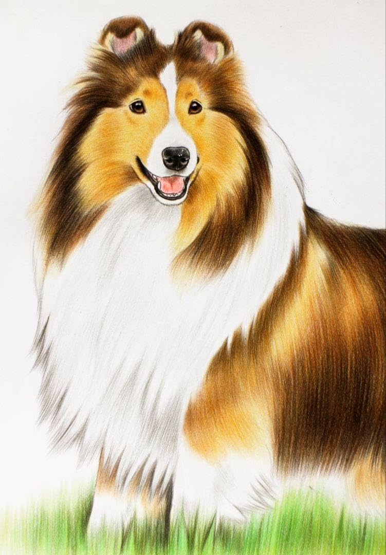 Amazon.co.jp: 犬の絵 色鉛筆画 シェルティ 原画 : 文房具・オフィス用品