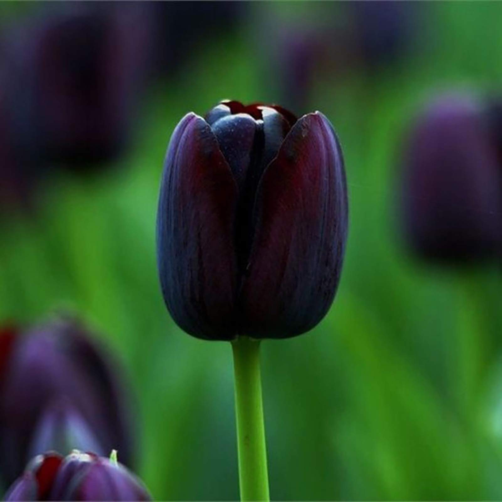 50Pcs Tulip Bulbs Mixed Tulip Bright Colors Spring Flowering Bulbs Annual Outdoor Garden Planting Black Tulip Seeds